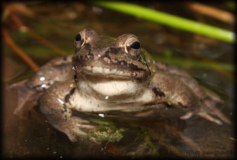 rana dalmatina, la prima dell''anno